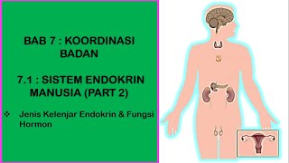 Detail Contoh Kelenjar Endokrin Nomer 23