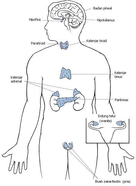 Detail Contoh Kelenjar Endokrin Nomer 24