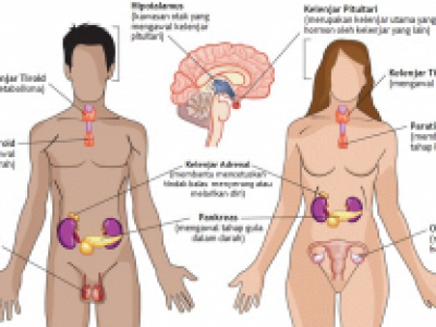 Detail Contoh Kelenjar Endokrin Nomer 28