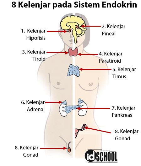 Detail Contoh Kelenjar Endokrin Nomer 5