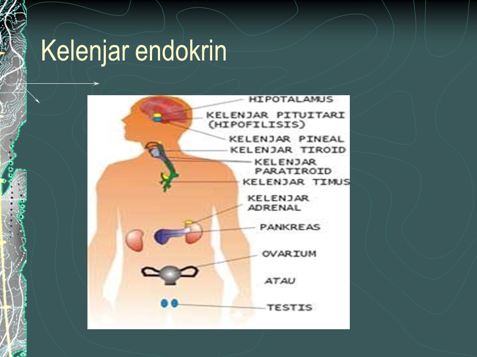 Detail Contoh Kelenjar Endokrin Nomer 38