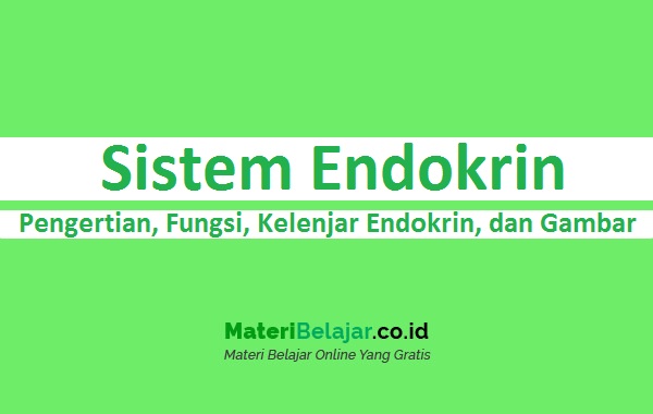 Detail Contoh Kelenjar Endokrin Nomer 43