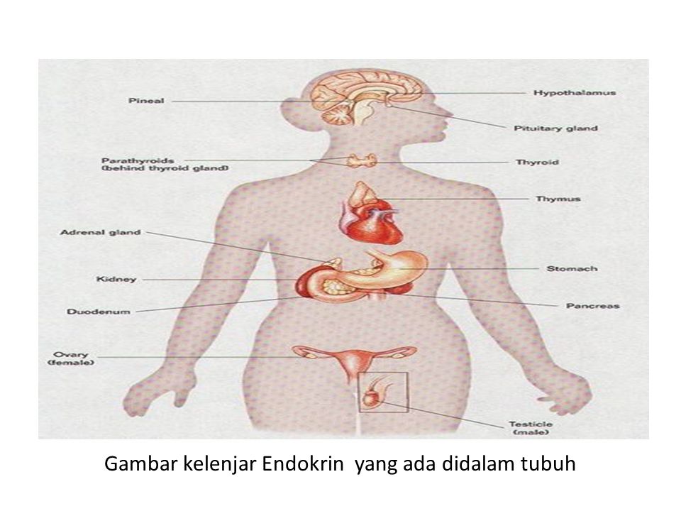 Detail Contoh Kelenjar Endokrin Nomer 46