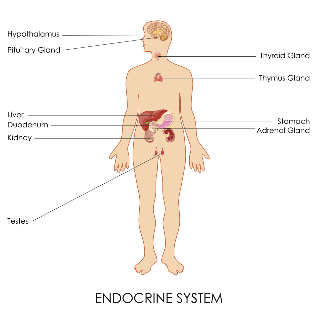 Detail Contoh Kelenjar Endokrin Nomer 47