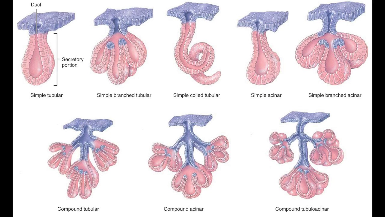 Detail Contoh Kelenjar Endokrin Nomer 52