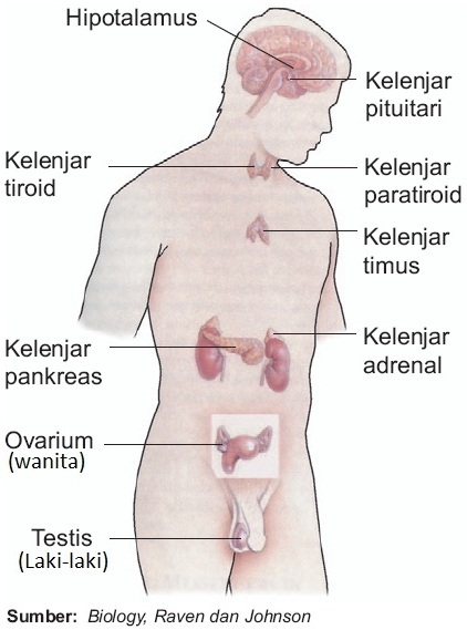 Detail Contoh Kelenjar Endokrin Nomer 9