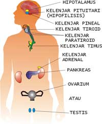 Detail Contoh Kelenjar Endokrin Nomer 10