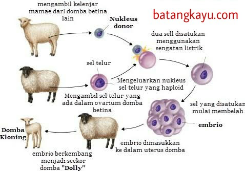 Detail Contoh Kloning Pada Hewan Nomer 2