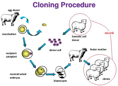 Detail Contoh Kloning Pada Hewan Nomer 21