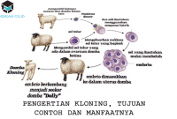 Detail Contoh Kloning Pada Hewan Nomer 42