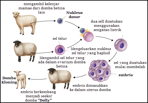 Detail Contoh Kloning Pada Hewan Nomer 8
