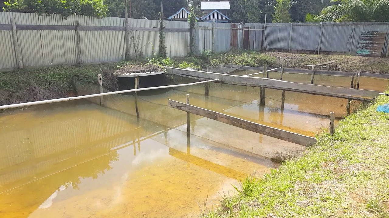 Contoh Kolam Ikan Arwana - KibrisPDR