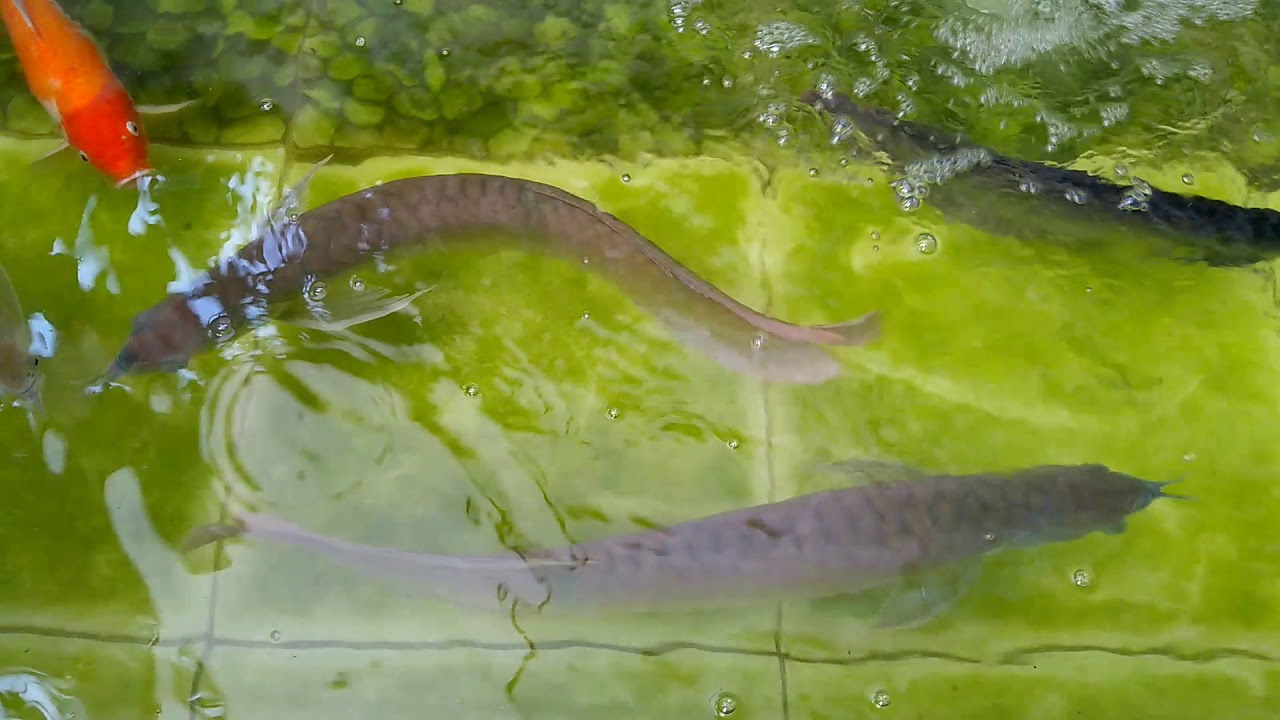 Detail Contoh Kolam Ikan Arwana Nomer 10