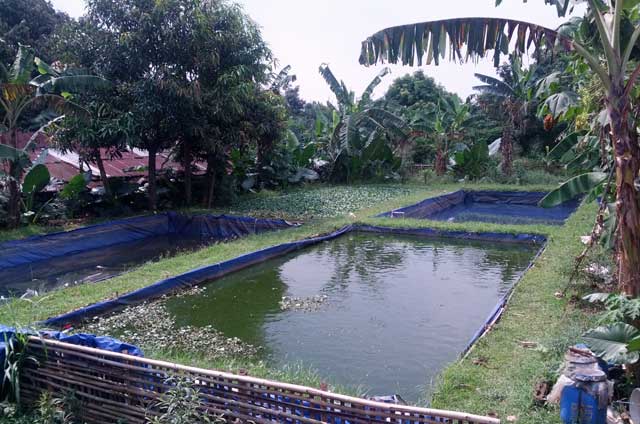 Detail Contoh Kolam Ikan Arwana Nomer 11