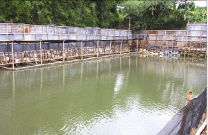 Detail Contoh Kolam Ikan Arwana Nomer 13