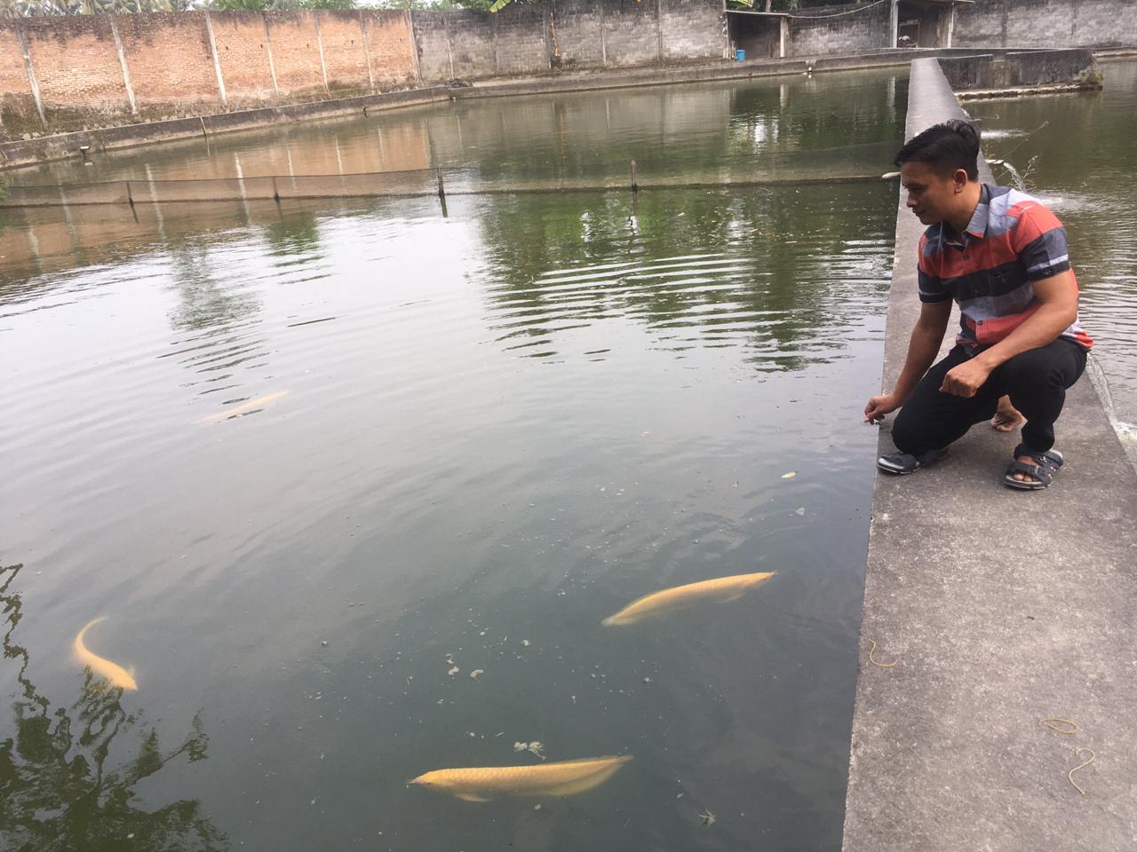 Detail Contoh Kolam Ikan Arwana Nomer 14
