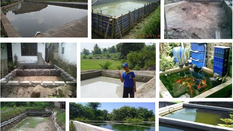 Detail Contoh Kolam Ikan Arwana Nomer 17