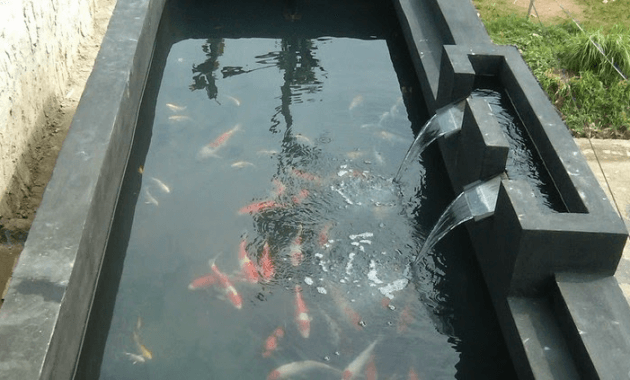 Detail Contoh Kolam Ikan Arwana Nomer 18