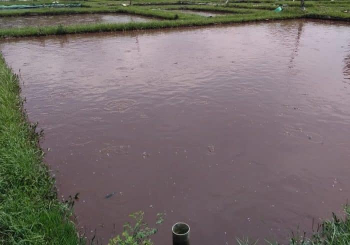 Detail Contoh Kolam Ikan Arwana Nomer 19