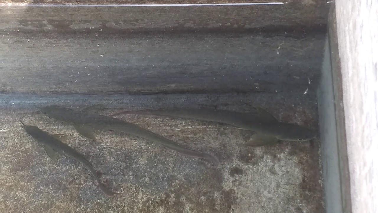 Detail Contoh Kolam Ikan Arwana Nomer 22