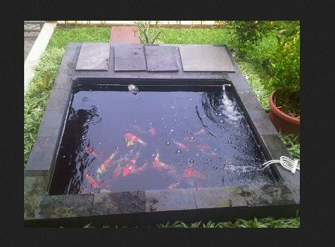 Detail Contoh Kolam Ikan Arwana Nomer 23
