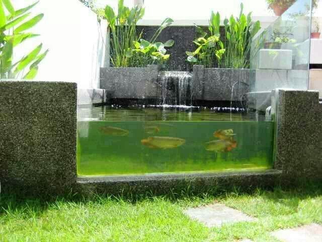 Detail Contoh Kolam Ikan Arwana Nomer 4