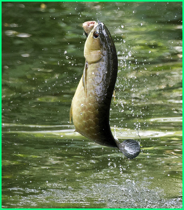 Detail Contoh Kolam Ikan Arwana Nomer 29