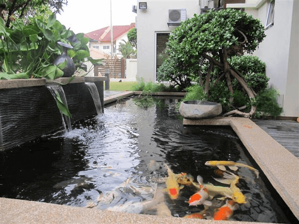 Detail Contoh Kolam Ikan Arwana Nomer 30