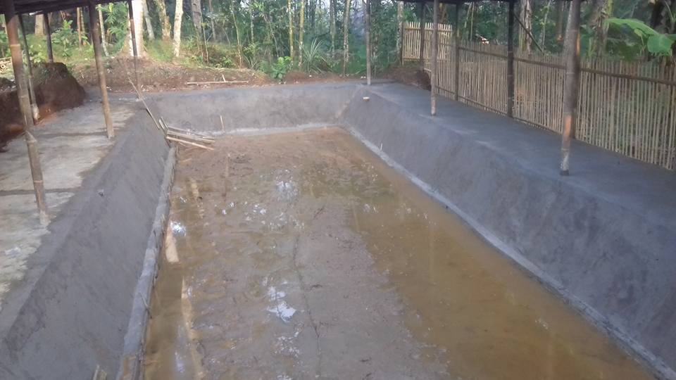 Detail Contoh Kolam Ikan Arwana Nomer 31