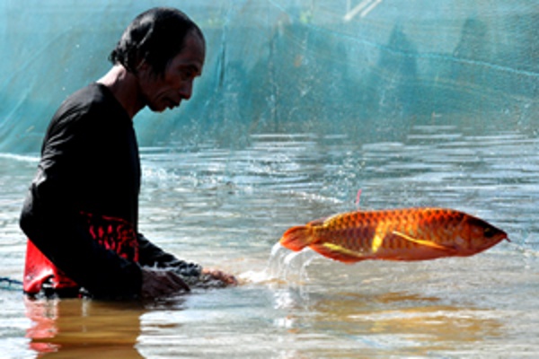 Detail Contoh Kolam Ikan Arwana Nomer 32
