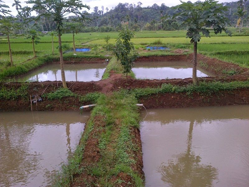 Detail Contoh Kolam Ikan Arwana Nomer 37