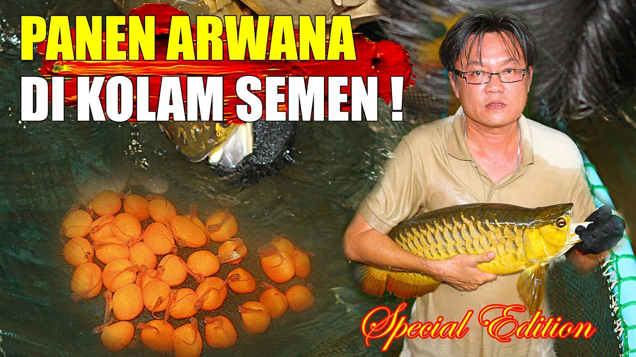 Detail Contoh Kolam Ikan Arwana Nomer 38