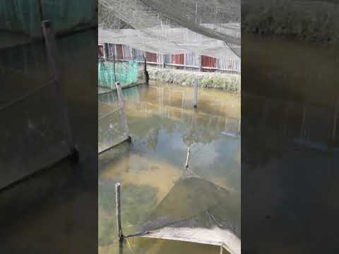 Detail Contoh Kolam Ikan Arwana Nomer 5