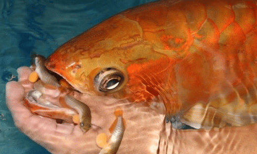 Detail Contoh Kolam Ikan Arwana Nomer 42