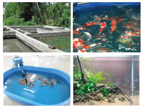 Detail Contoh Kolam Ikan Arwana Nomer 43