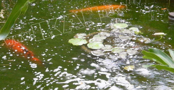 Detail Contoh Kolam Ikan Arwana Nomer 45
