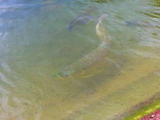 Detail Contoh Kolam Ikan Arwana Nomer 6