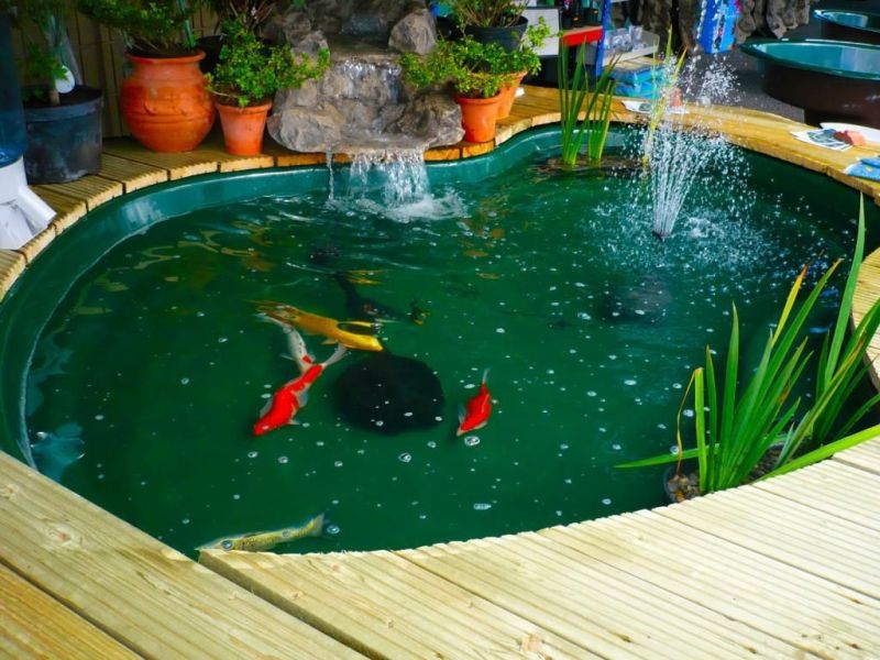 Detail Contoh Kolam Ikan Arwana Nomer 49