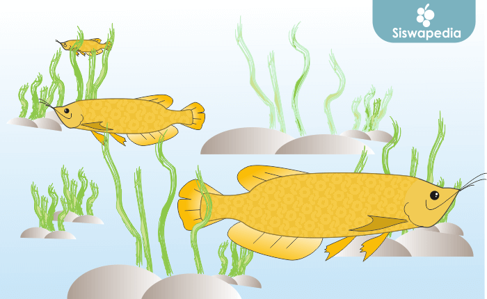 Detail Contoh Kolam Ikan Arwana Nomer 50
