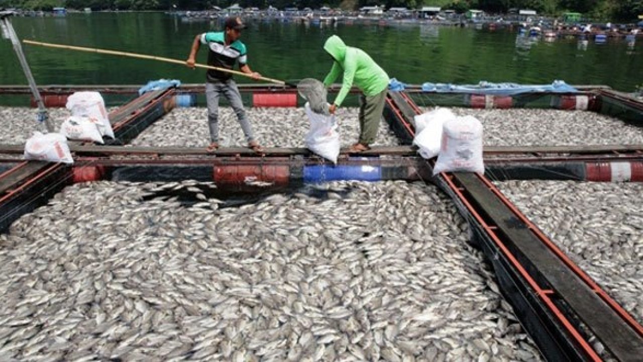Detail Contoh Kolam Ikan Arwana Nomer 51