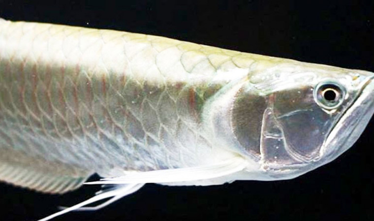 Detail Contoh Kolam Ikan Arwana Nomer 52