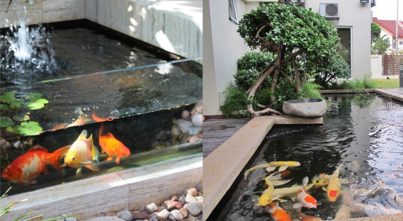 Detail Contoh Kolam Ikan Arwana Nomer 54