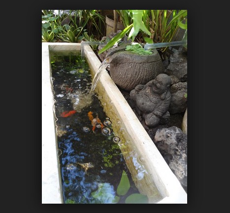 Detail Contoh Kolam Ikan Arwana Nomer 56