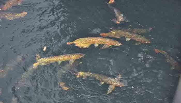 Detail Contoh Kolam Ikan Arwana Nomer 9