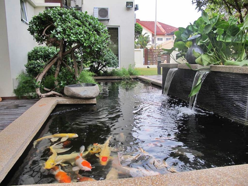 Detail Contoh Kolam Ikan Hiasan Nomer 30