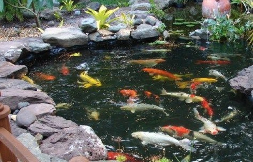 Detail Contoh Kolam Ikan Koi Nomer 25