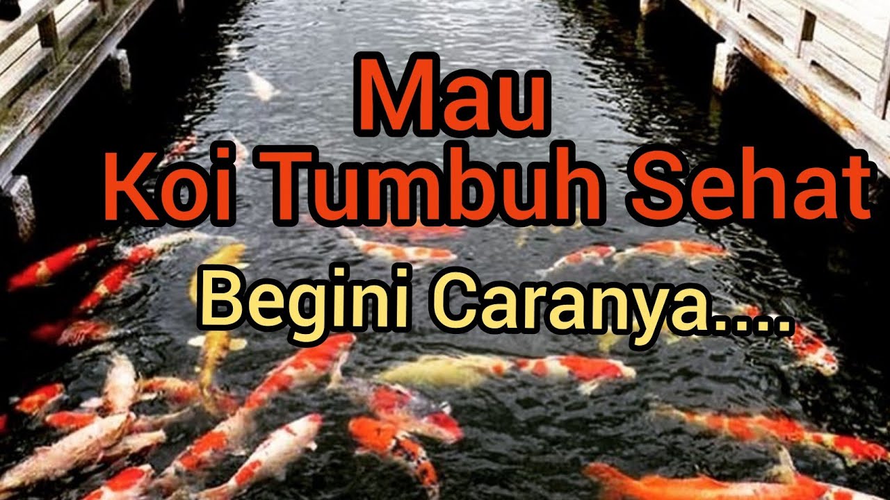 Detail Contoh Kolam Ikan Koi Nomer 48