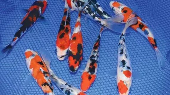 Detail Contoh Kolam Ikan Koi Nomer 57