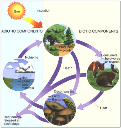 Detail Contoh Komponen Abiotik Dan Biotik Nomer 9