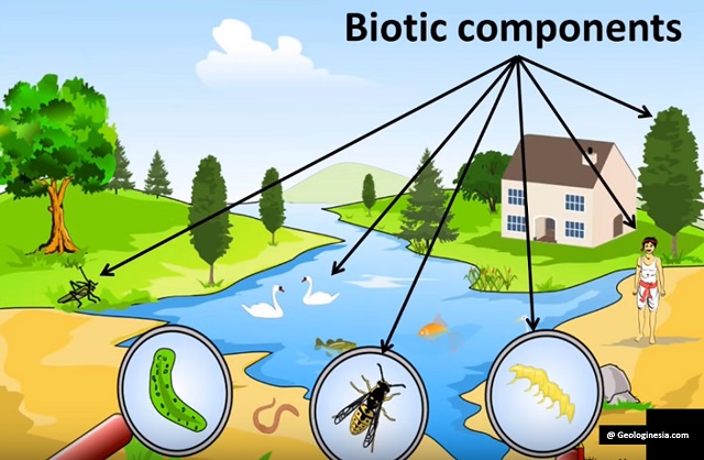 Detail Contoh Komponen Biotik Dan Abiotik Nomer 3